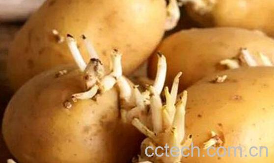 生姜发芽能吃吗 发芽的土豆能吃吗-1