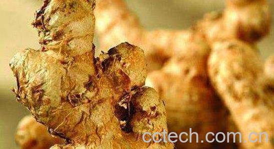 14种比砒霜还毒的蔬菜-1