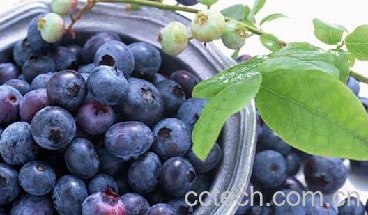 对眼睛好的食物有哪些-0