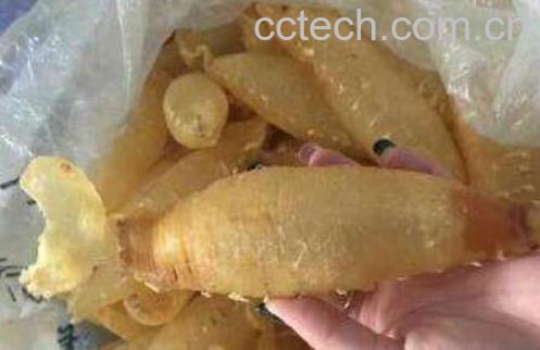 鳘鱼胶和赤嘴胶的区别-1