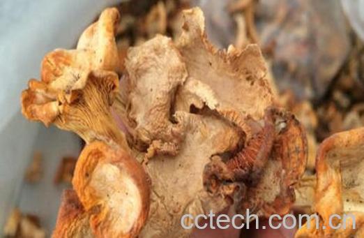 金丝菌怎么做好吃 金丝菌的食用方法-1