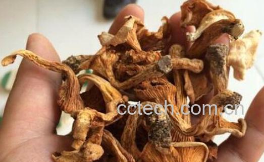 金丝菌怎么做好吃 金丝菌的食用方法-0