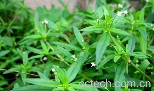 癌症最怕的三种野菜-1