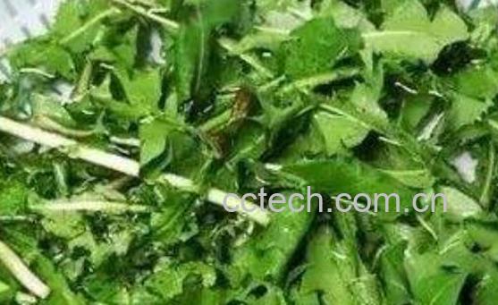 癌症最怕的三种野菜-0