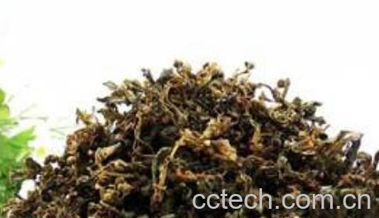 珍珠菜怎么吃 珍珠菜怎么做好吃-1
