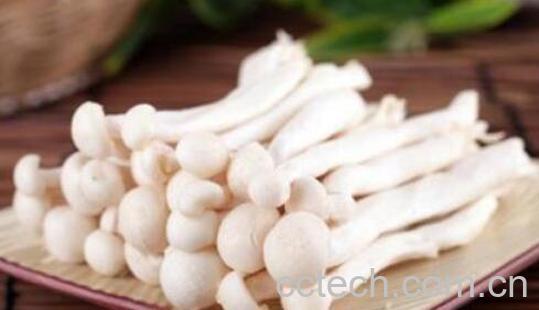 海鲜菇的功效与作用及禁忌-1