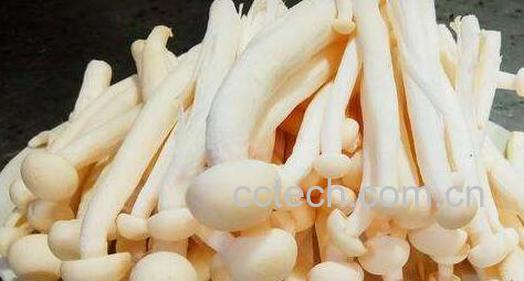 海鲜菇的功效与作用及禁忌-0