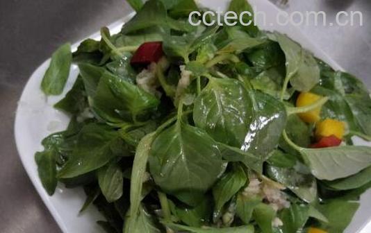 荆芥菜怎么吃 荆芥菜的食用方法-1