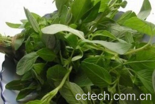 荆芥哪些人不能吃 荆芥的食用方法-0