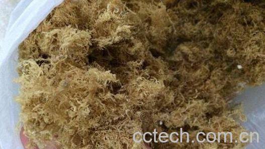 海石花与鹿角菜的区别-0