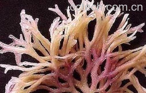 海石花与鹿角菜的区别-1