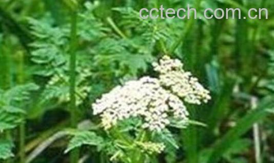 苦参菜怎么吃 苦参菜的家常做法-0