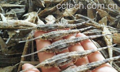 海麻雀的功效与作用 海麻雀的副作用-1