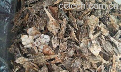 海麻雀的功效与作用 海麻雀的副作用-0