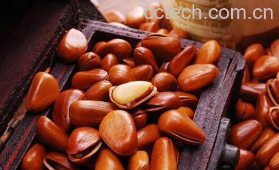 红松子的功效与副作用-1