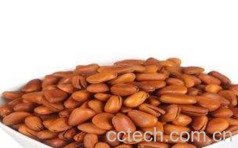 红松子的功效与副作用-0