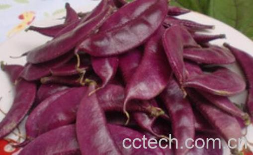 紫扁豆与白扁豆的区别-0