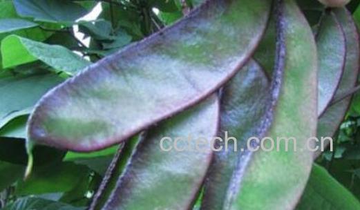 紫边扁豆角的功效与作用-0