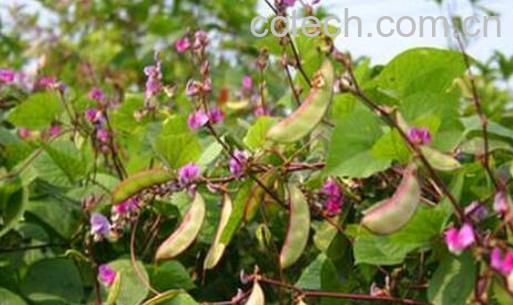 紫边扁豆角的功效与作用-1