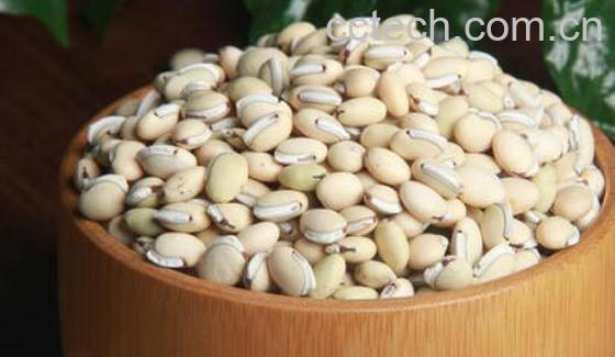 紫扁豆与白扁豆的区别-1