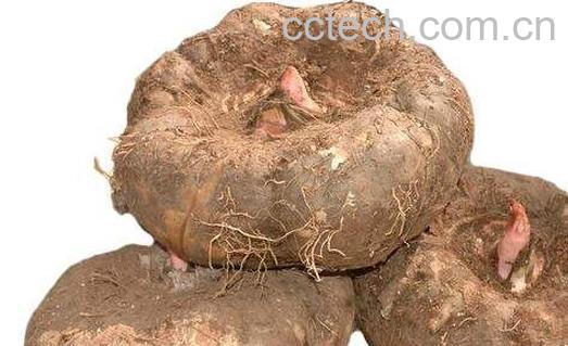 雪贝的功效与作用-1