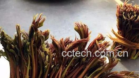 吃香椿有什么好处和坏处-0