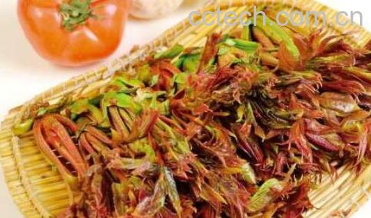 吃香椿有什么好处和坏处-1