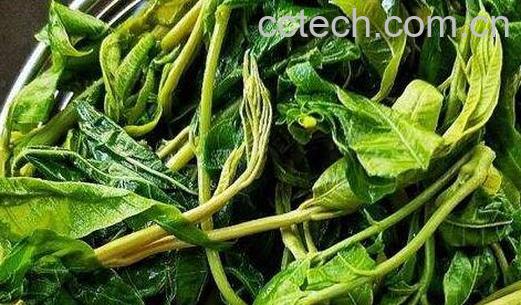 香椿叶泡脚的功效与作用-1