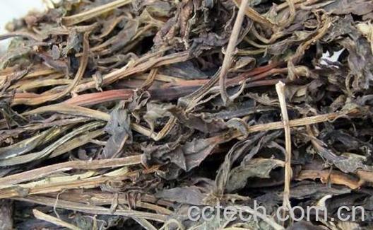 干香椿叶泡水喝的功效与作用-1