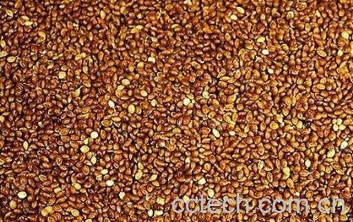 软糜子和硬糜子有什么区别-0