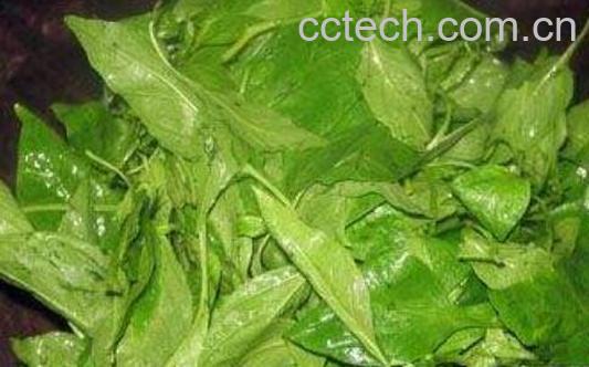 吃辣椒叶的好处有哪些 吃辣椒叶的坏处-0