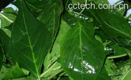 吃辣椒叶的好处有哪些 吃辣椒叶的坏处-1