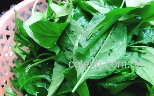 辣椒叶怎么吃 辣椒叶的做法大全家常-1