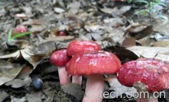 红菌菇的功效与作用-1