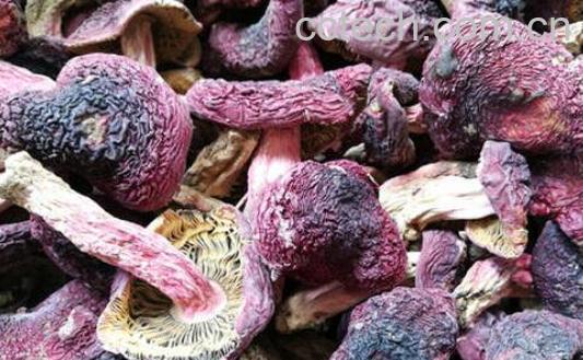 红菌菇的功效与作用-0