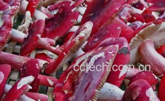 血菇和红菇有什么区别 怎么鉴别红菇-0