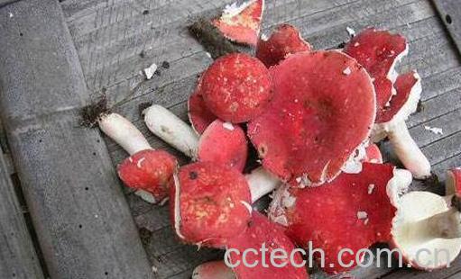 血菇和红菇有什么区别 怎么鉴别红菇-1