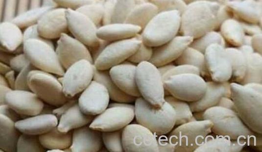 冬瓜子的禁忌与副作用-0