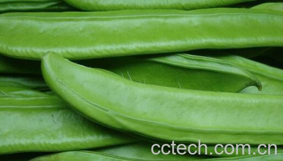 什么是刀豆 刀豆的功效与作用-0