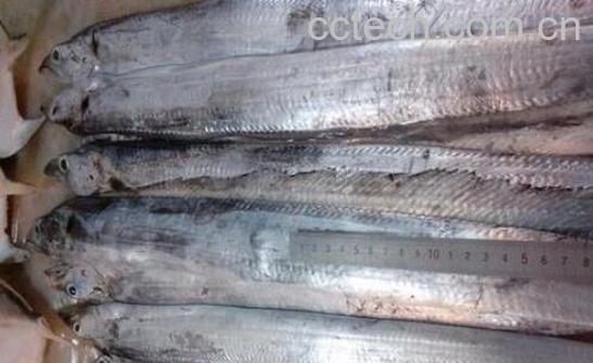 刀鱼和带鱼的区别 吃刀鱼的好处-1