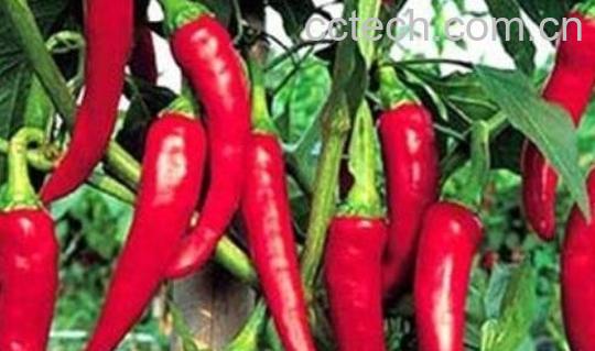辣椒的功效与作用 辣椒的禁忌-0