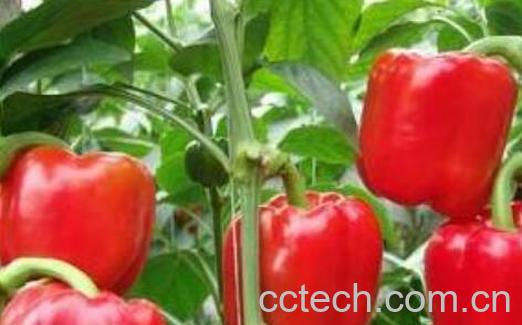 红甜椒的功效与作用禁忌-0