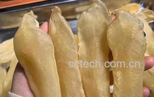 白花鱼胶的功效与作用-1