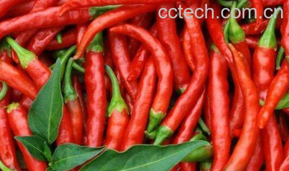 辣椒的营养价值及功效-0