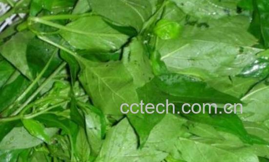 吃辣椒叶的好处有哪些-1