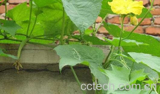 丝瓜叶的功效与禁忌-0