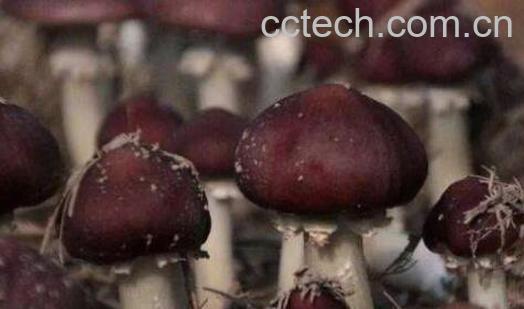 赤松茸的功效与作用 赤松茸怎么吃-0