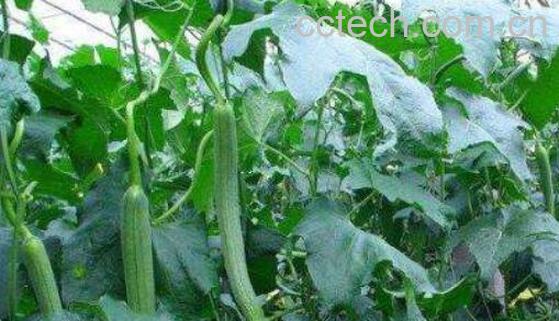 丝瓜叶的功效与禁忌-1