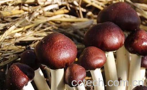 赤松茸的功效与作用 赤松茸怎么吃-1