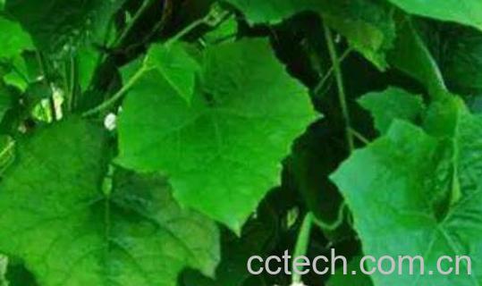 丝瓜叶煮水的功效与作用-0